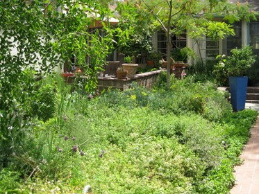 Kazi's Herb Garden