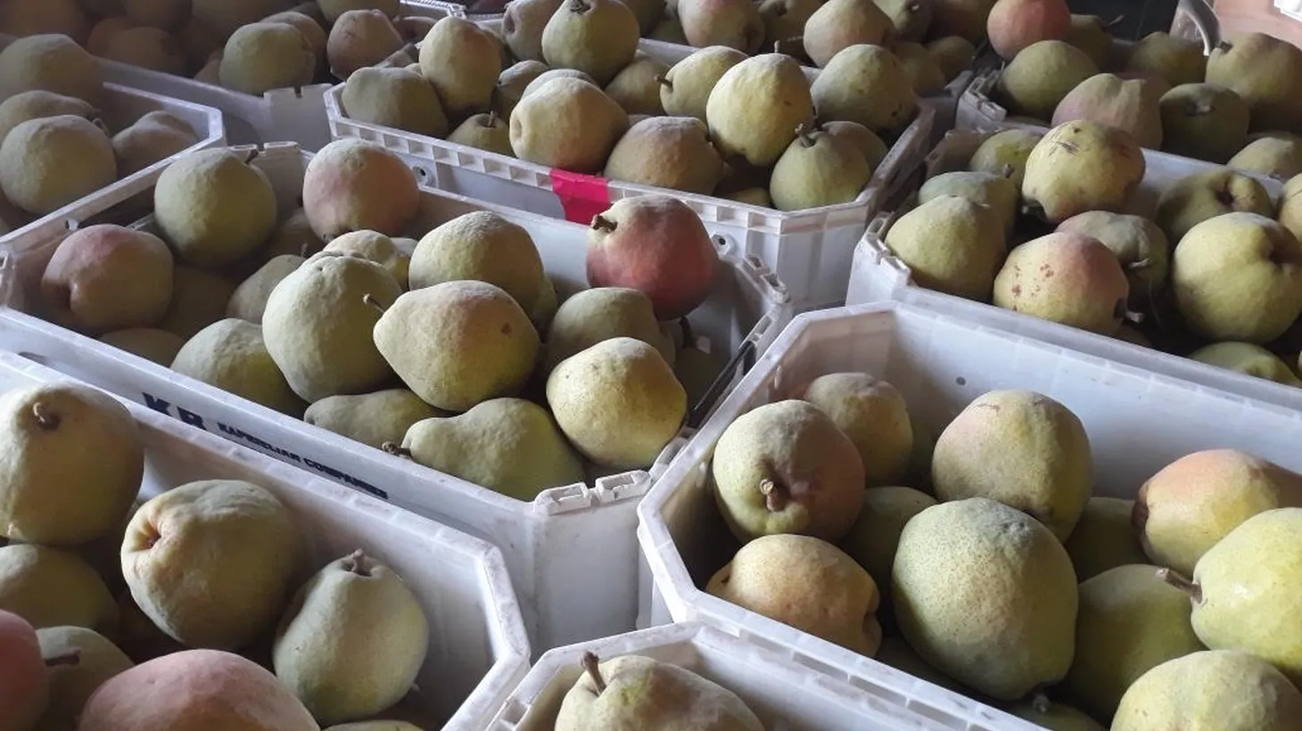 Becky Terry says European pears have to be cured in cold storage before they can be enjoyed.