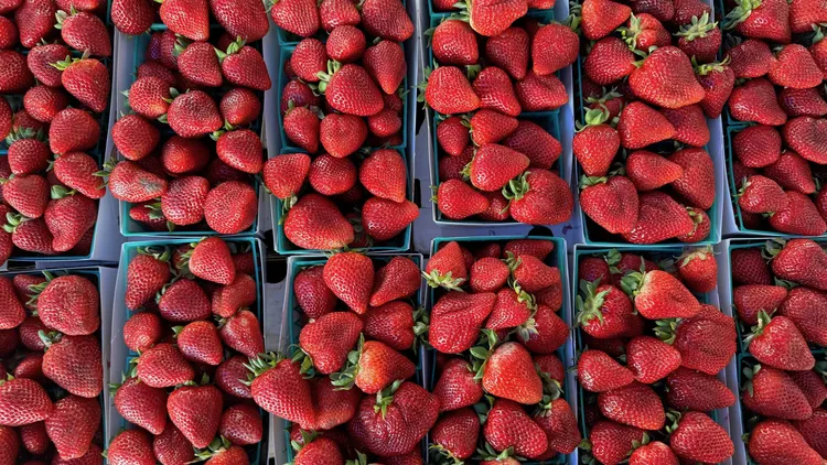 At farmers markets, Tamai Family Farms currently has three varieties of strawberries — Gaviota, Albion, and Monterrey.