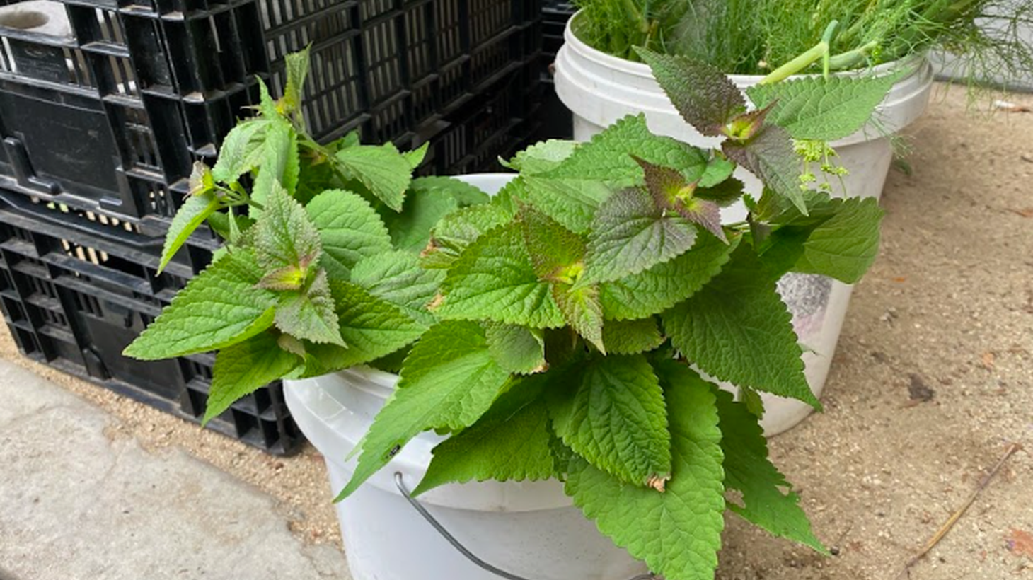 Anise hyssop at the Coleman Family Farm stand is a mint variety with large leaves and a slight licorice flavor.