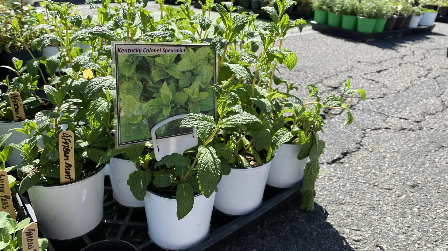 Logan Williams of Logan’s Garden is bringing mint to the farmer’s market including Persian, Moroccan, African varieties, and his father’s favorite — strawberry mint.