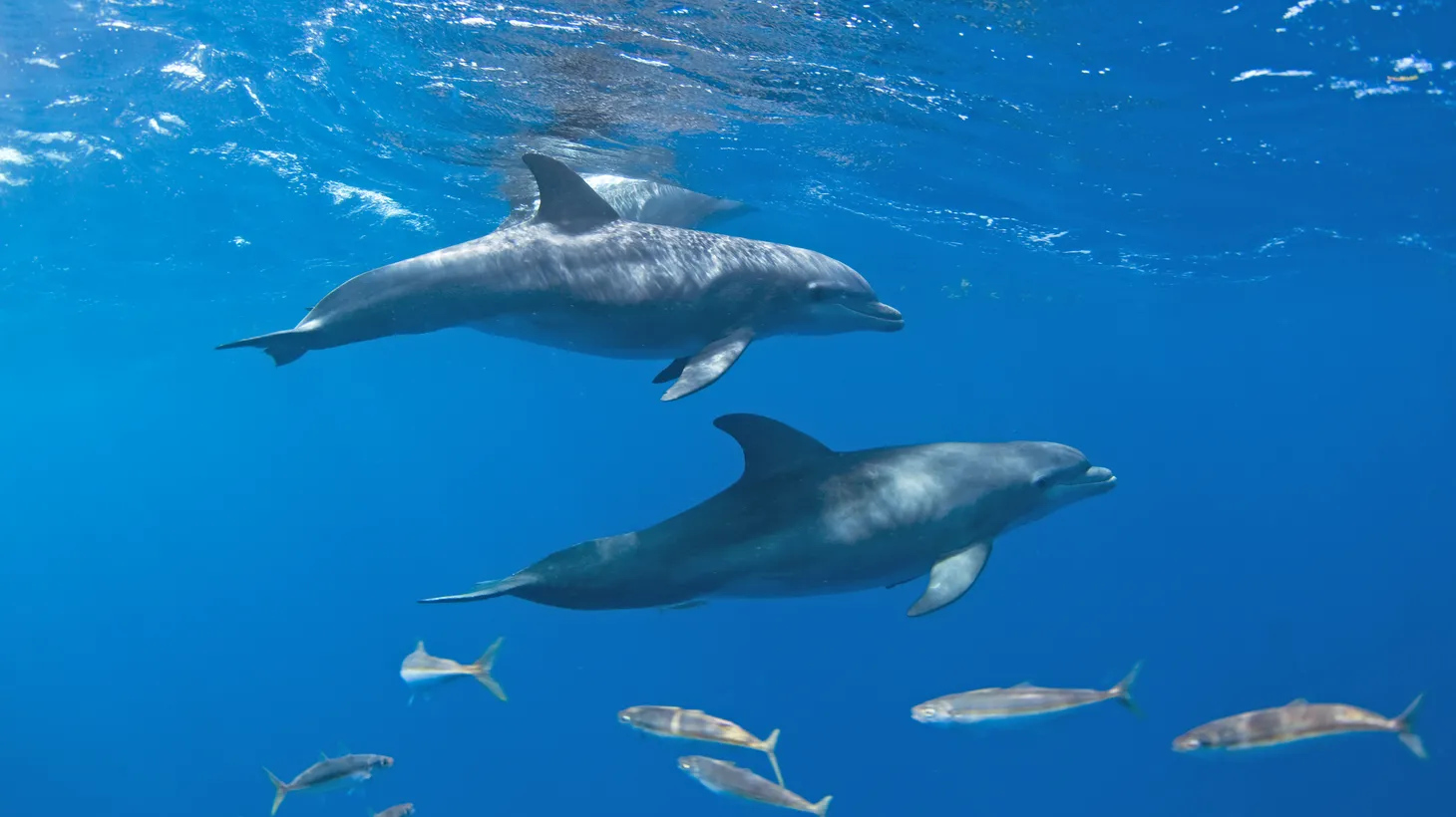 Dolphins navigate murky seas using echolocation. They’re among the thousands of creatures with highly-tuned sensors that provide them with a vastly different experience of our planet.