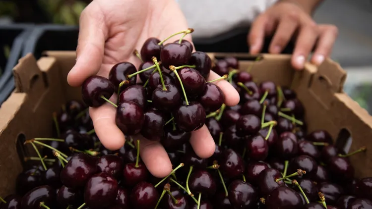The story behind the Republican Cherry is as rich and complex as the flavor itself.