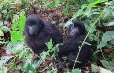 Young gorillas