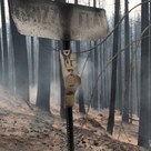 Stalled U.S. Forest Service project could have protected California town from Caldor Fire destruction