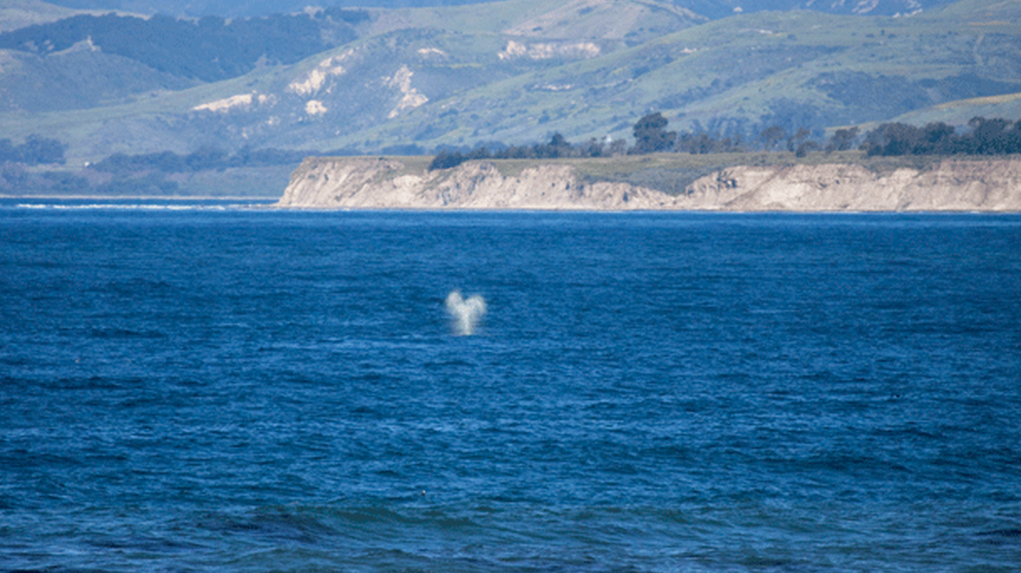 Surveying the northbound migration of Gray whales (Eschrichtius robustus) through the nearshore of the Santa Barbara Channel from Counter Point, Coal Oil Point Reserve, Goleta, California, USA
