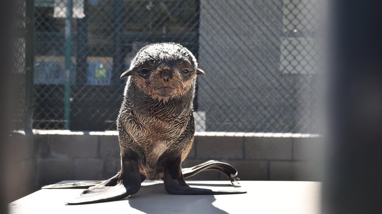 Marine Mammal Care Center LA has survived struggles and the pandemic as it cares for injured sea life. Now the center has reopened to the public.