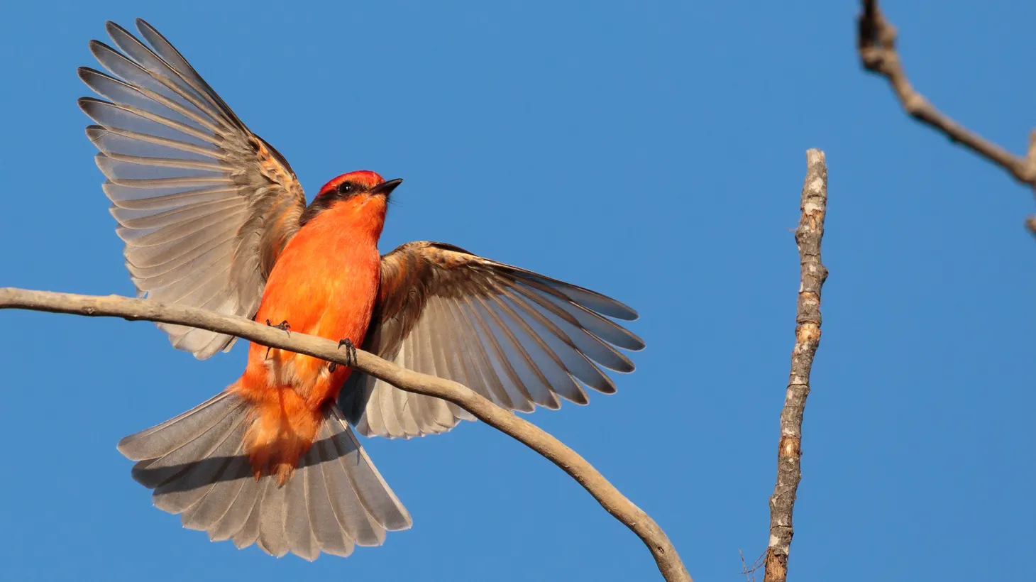 The Vermilion Flycatcher is a tropical bird species that’s moved into Southern California in recent years. They are usually common in LA during the summer, but volunteers with the San Fernando Valley Christmas Bird Count spotted them during the winter.