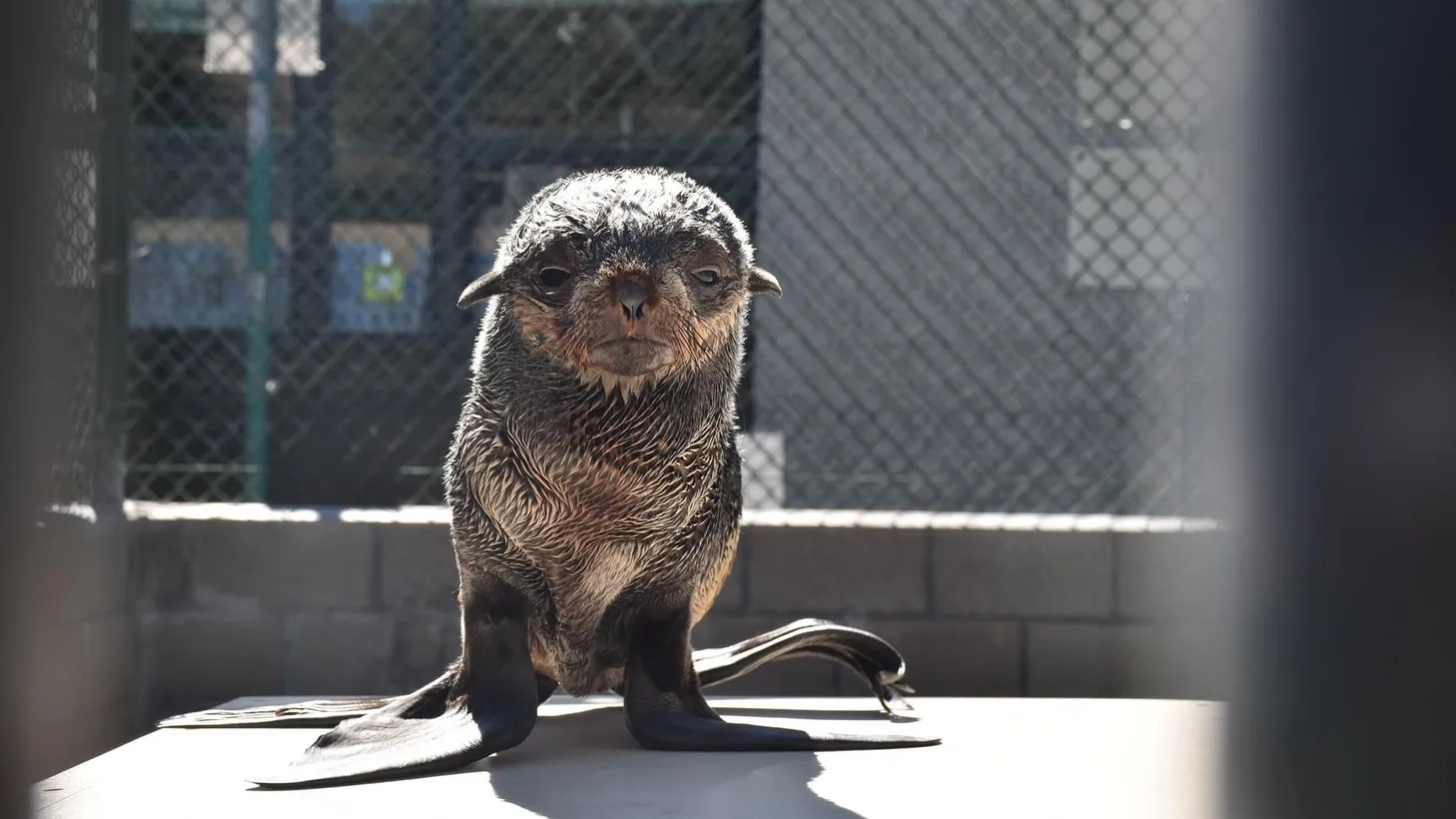 A young northern fur seal curiously looks out of its pen at the Marine Mammal Care Center LA in San Pedro. With its oval face and pointy ears, the seal looks a bit like Yoda from “Star Wars.”