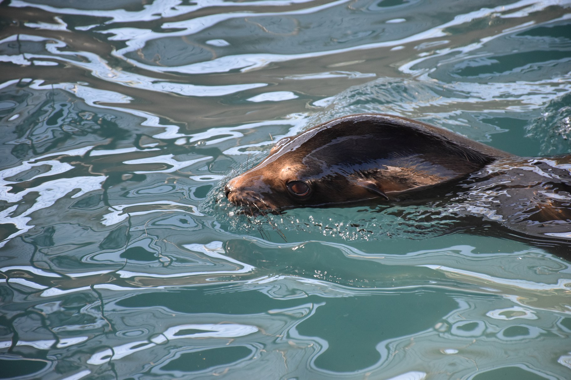 swimming sea lion.jpeg