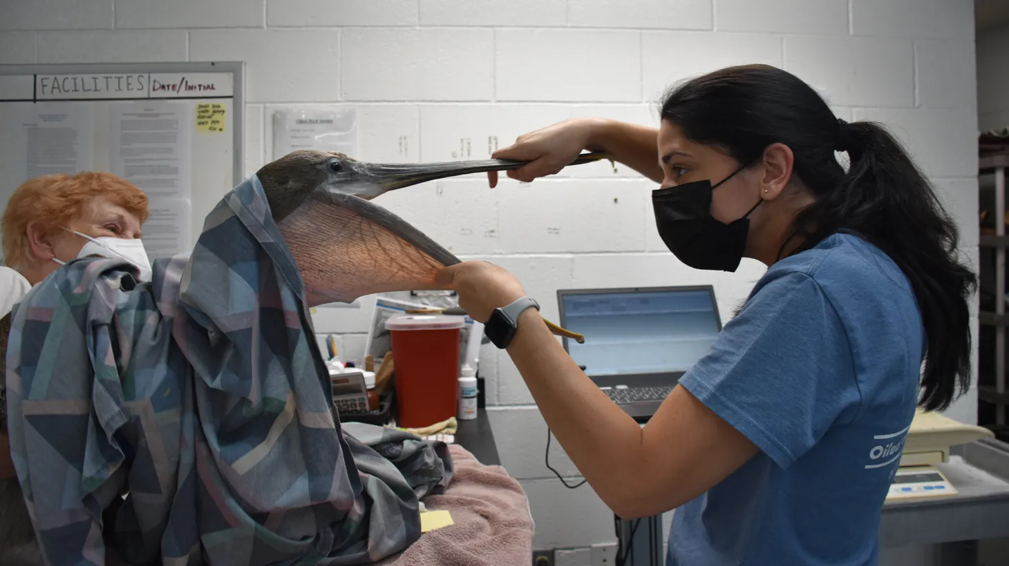 Veterinarian Jamie Sherman of the Oiled Wildlife Care Network examines a brown pelican while volunteer Diane Carter holds the bird, in an exam at the International Bird Rescue in San Pedro.