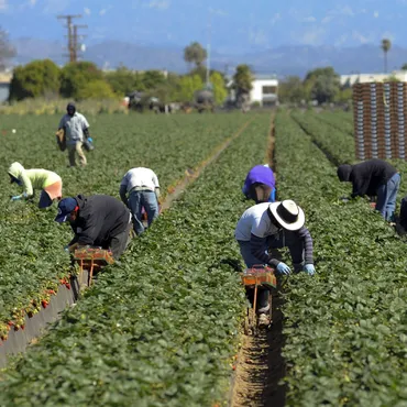 Ventura County has one of the highest rent-to-income ratios in the state, forcing some low-paid farmworkers to move.