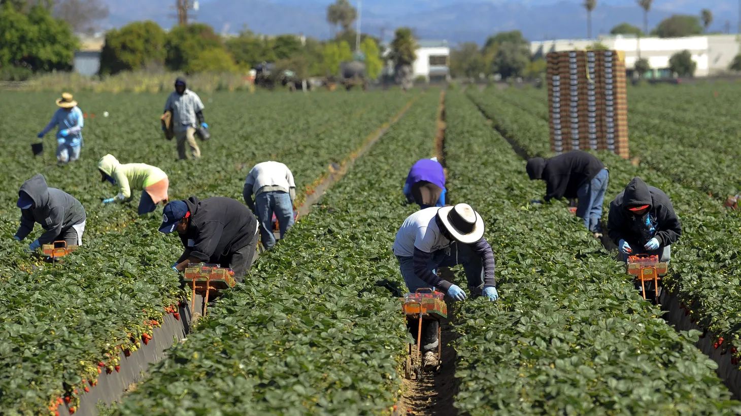 Farmworkers are picking strawberries in Oxnard, CA. The coastal city is 60 miles north of Los Angeles and is the largest producer of strawberries in the state.