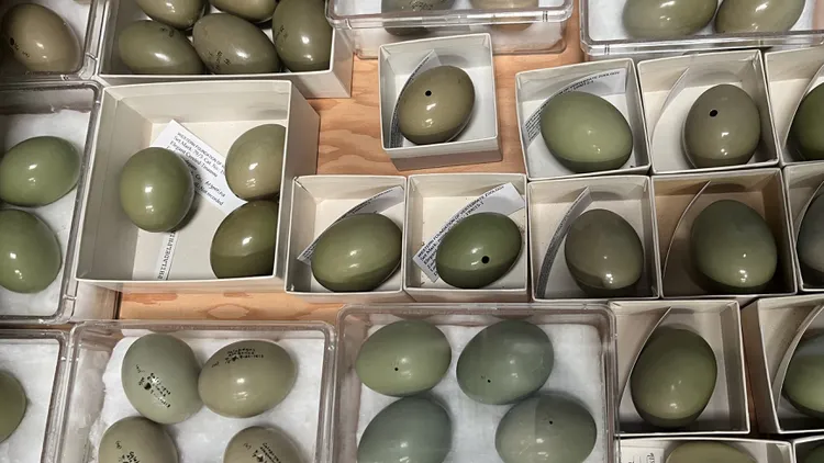 Camarillo’s Western Foundation of Vertebrate Zoology houses more than 1 million preserved bird eggs — one of the largest collections in the world.