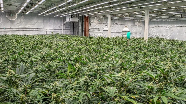 Los Angeles is the epicenter of indoor cannabis cultivation in Southern California, but how intensive is it on our environment, and is there a better way?