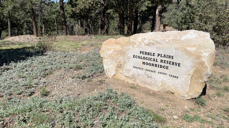 The pebble plains ecosystem, found only in the San Bernardino Mountains, survived six ice ages and human development. Now it’s facing its biggest threat.