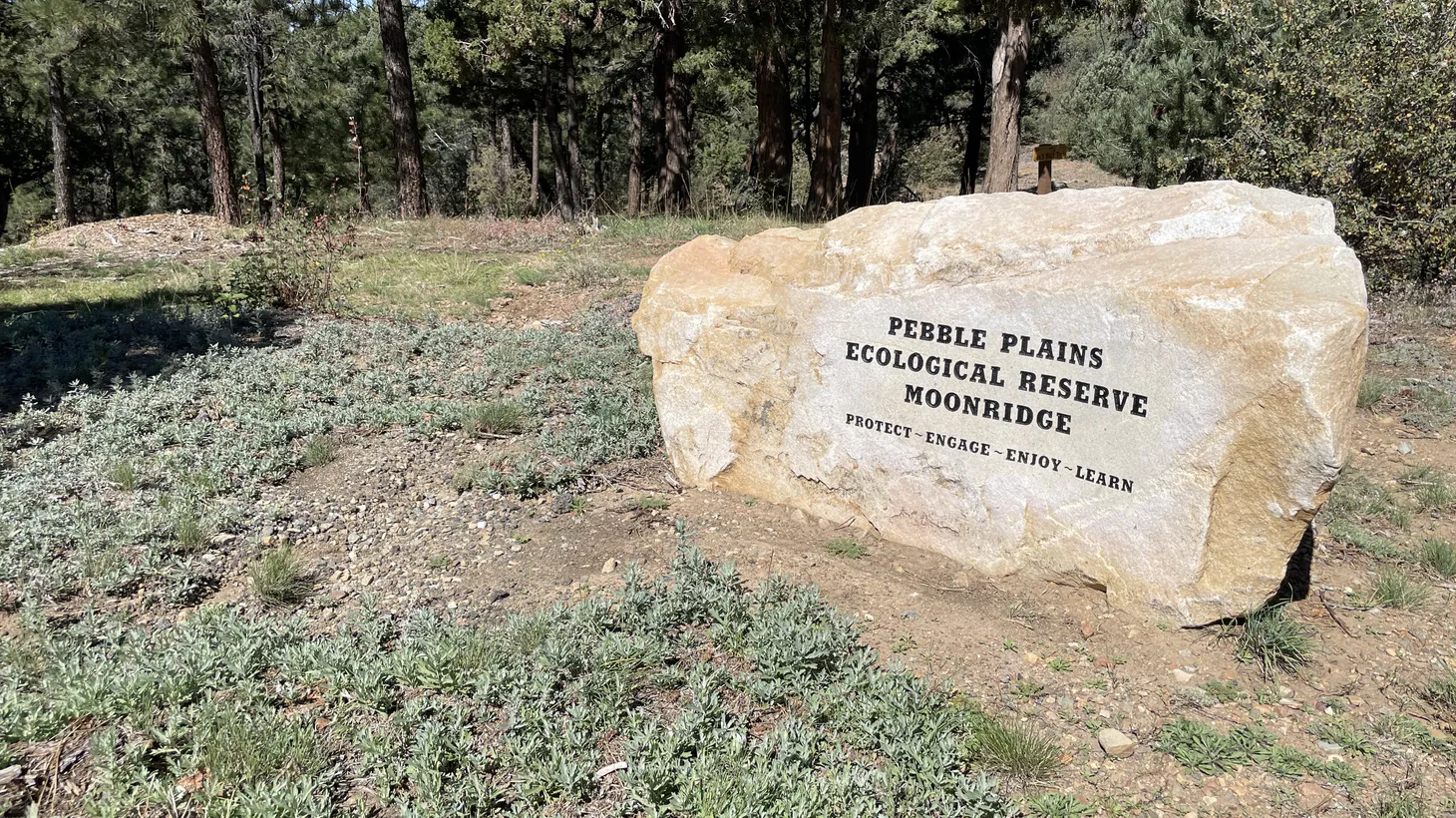 Only several hundred acres remain of the Pebble Plains ecosystem, and most of the million-year-old plant species that exist only in the San Bernardino mountains are protected.