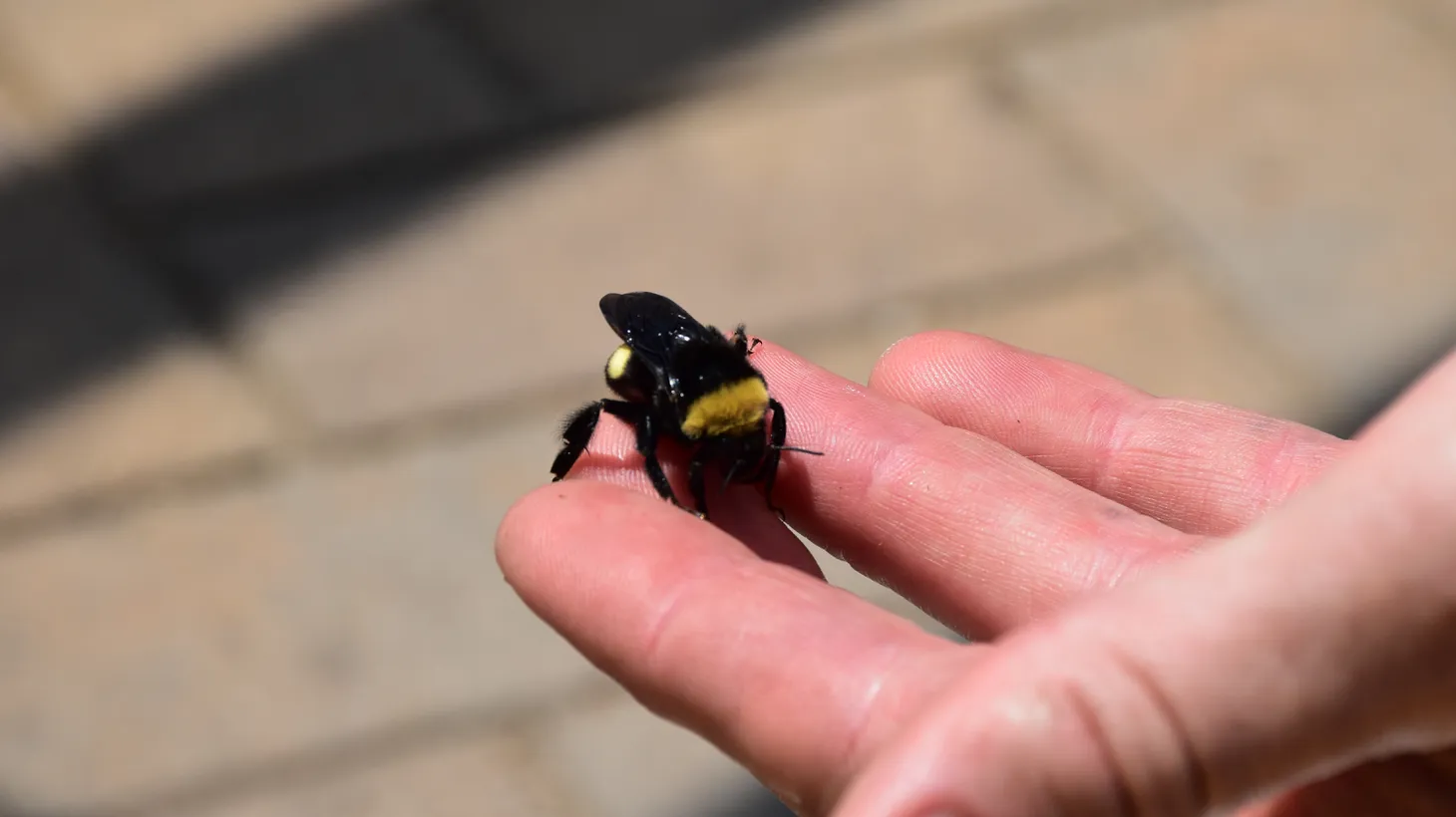 Leif Robertson, a California Bumble Bee Atlas organizer, shows volunteers a partially anesthetized, rare Crotch’s Bumble Bee, caught during a recent training for the survey at the Los Angeles County Arboretum.