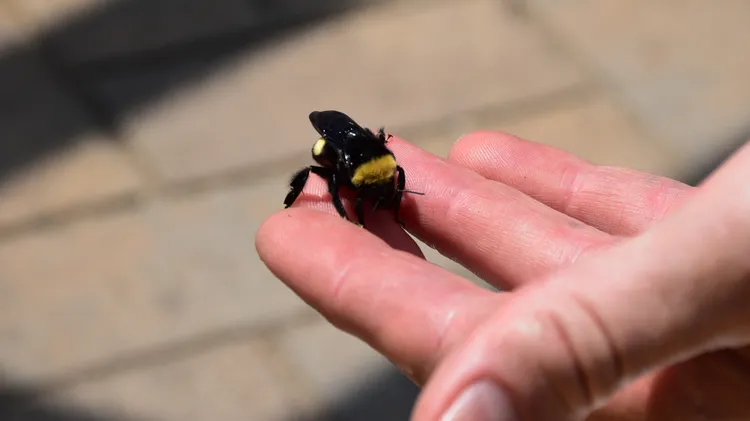 Citizen scientists count bumble bees to save them
