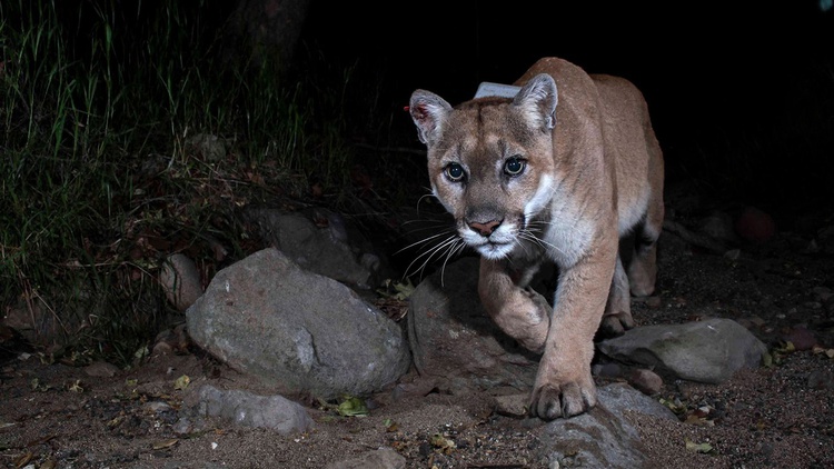 P-22, the mountain lion who lived alone around Griffith Park, was euthanized over the weekend. As people are mourning, what will happen with his remains and legacy?