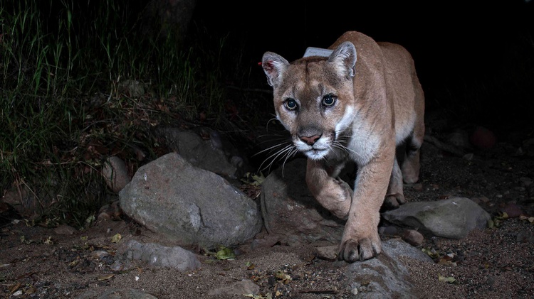 P-22, the beloved LA mountain lion, has reached the ripe old age of 12, which is the normal life expectancy for a wild cougar. How much longer might he be around?
