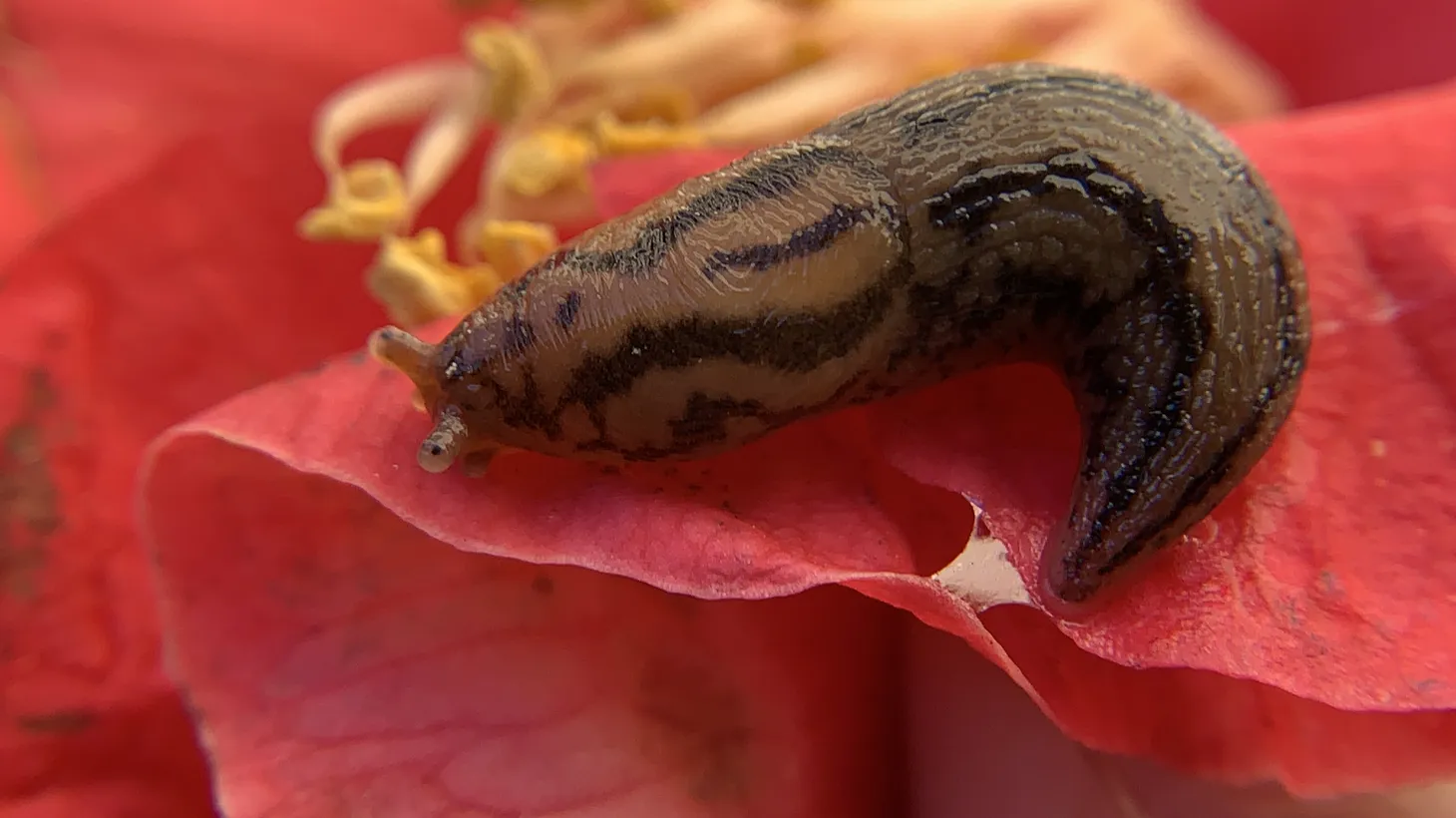 This Threeband slug was spotted in Mid City (near Pico and La Brea).