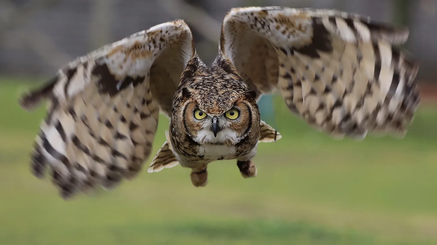The great horned owl is Southern California’s most common owl species, and spotting one is a rare delight.