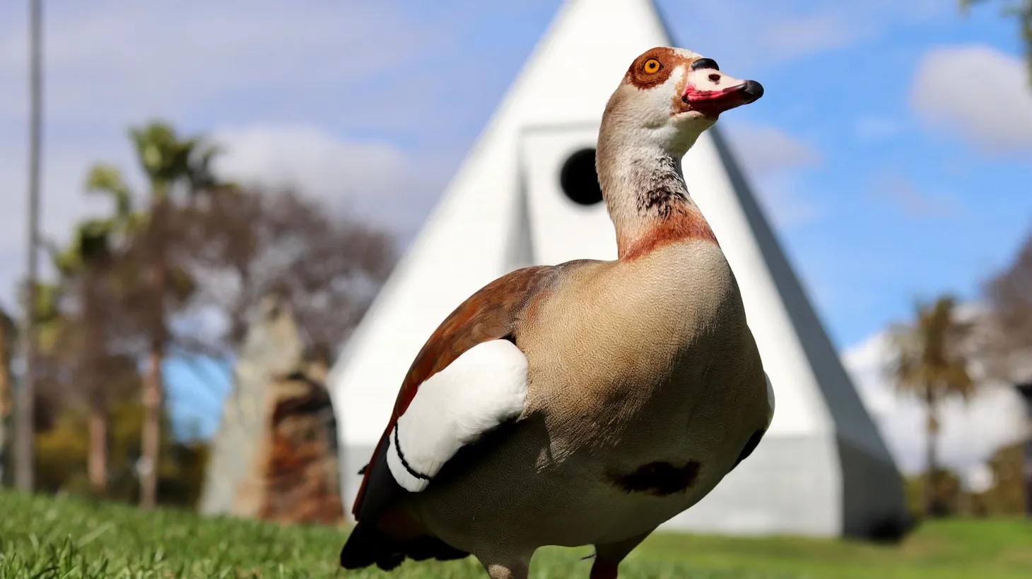 Egyptian geese migrate annually to Hollywood Forever Cemetery to enjoy the ponds.