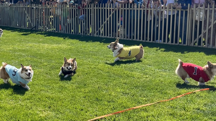 The Corgi Nationals attract thousands of people to Santa Anita Park racetrack to watch 100 stumpy-legged dogs race … or maybe just play.