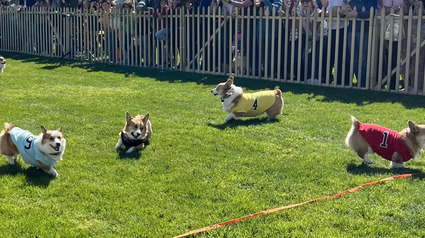 Corgi lovers watch as frisky dogs play during the first race of the Corgi Nationals at Santa Anita Park.