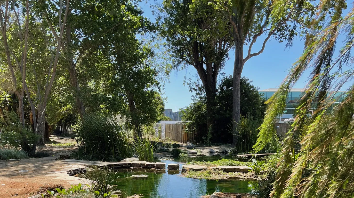 Natural spring water feeds this pond at the Gabrielino/Tongva Sacred Springs Foundation in West LA. It’s on the site of an ancient indigenous village called Kuruvungna.