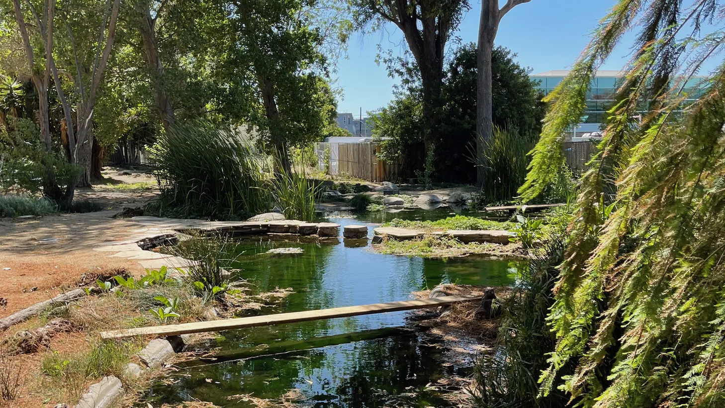 Natural spring water feeds this pond at the Gabrielino/Tongva Sacred Springs Foundation in West LA. It’s on the site of an ancient indigenous village called Kuruvungna.