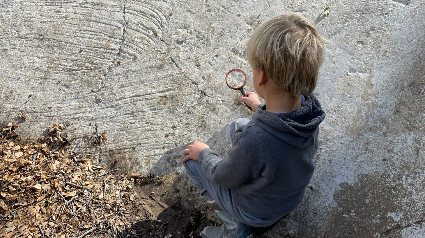 Five-year-old homeschool student Oliver Davis examines insects at a park in Simi Valley as a part of his school day.