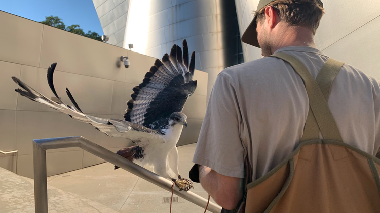 Meet a modern-day falconer, one of a few hundred in California