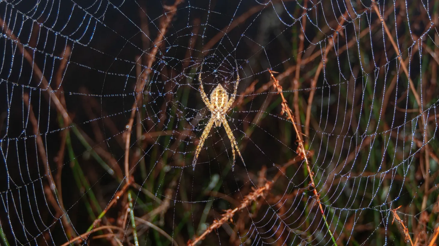 LA is in peak spider season, and Nature Nexus Institute wants you to know that’s a good thing.