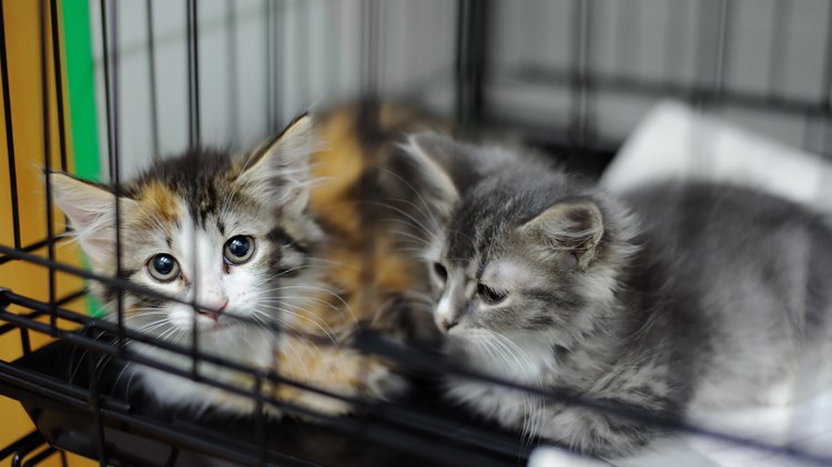 Activists say OC Animal Care, a shelter in Orange County, is euthanizing too many pets and not making it easy for the public to adopt cats and dogs.