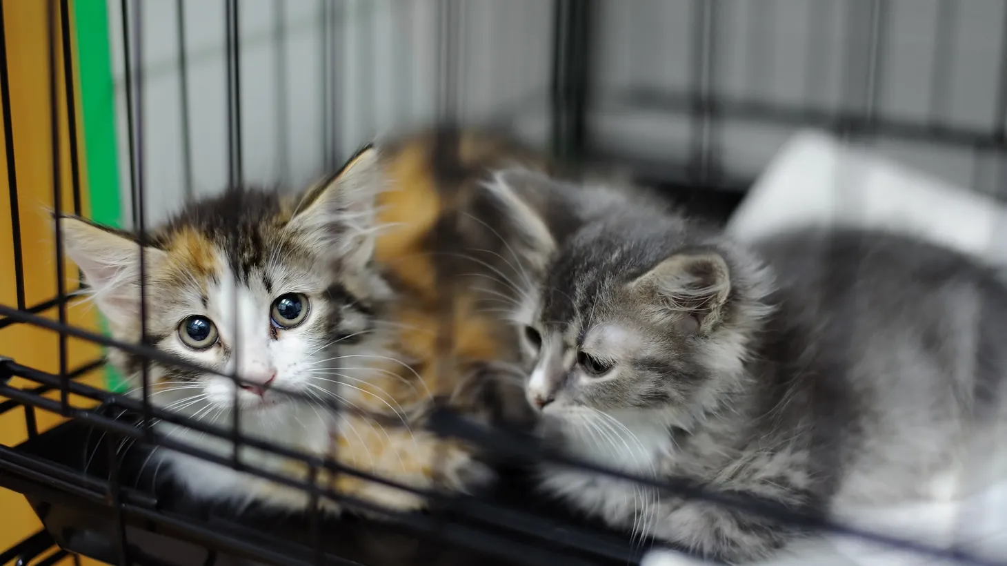“[In] 2019, [OC] Animal Care had about 7000 adoptions. [Then in] 2020, of course because of the pandemic, it dropped dramatically, but the numbers really haven't improved since,” says Gustavo Arellano, columnist for the LA Times.