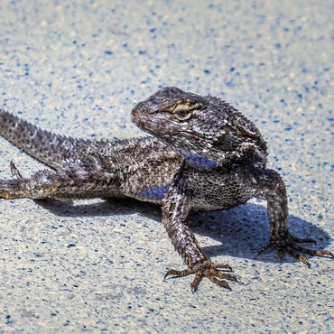 In LA, more than 2500 species were identified by about 1400 observers in this year’s City Nature Challenge. The western fence lizard was the most observed species.