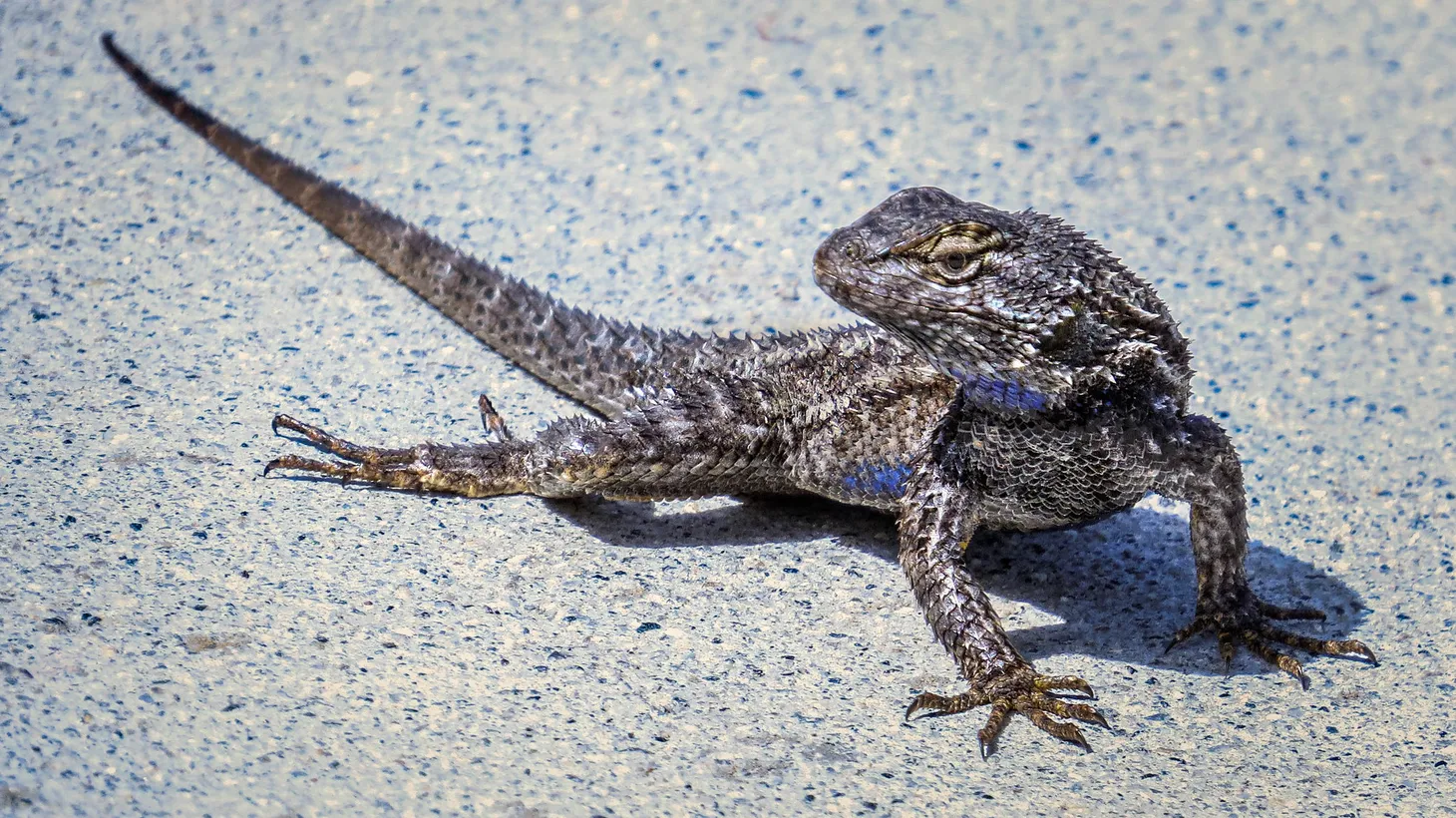 “This year, the most commonly observed species was the western fence lizard,” says Lila Higgins, who works at the Natural History Museum of Los Angeles County.