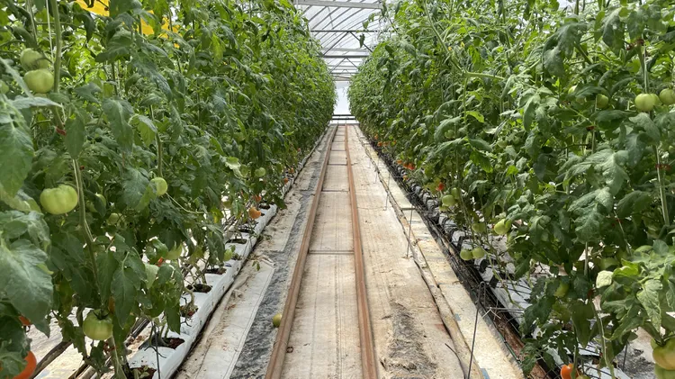 Tomatoes grown in greenhouses use 90% less water than ones grown outdoors. Why isn’t it catching on in drought-stricken California?