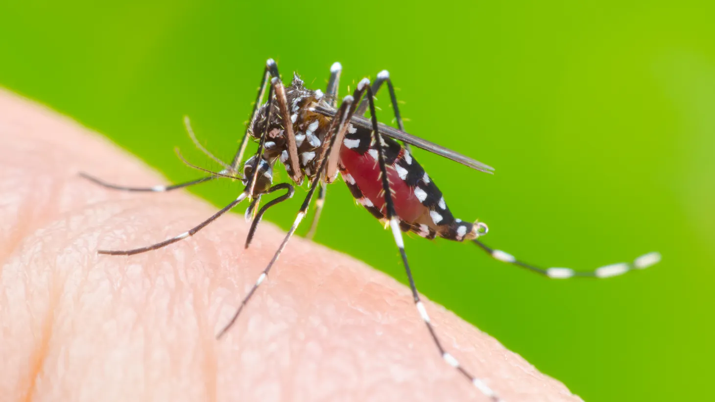 The Aedes aegypti mosquito is an aggressive ankle biter and arrived in LA a decade ago.