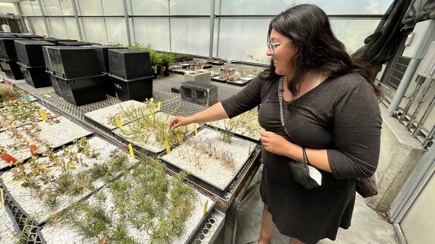 Naomi Fraga, director of conservation programs at the California Botanic Garden, shows some of the native plant samples being grown at the facility. Their cultivation is part of the lab's mission to protect the state's plant biodiversity.