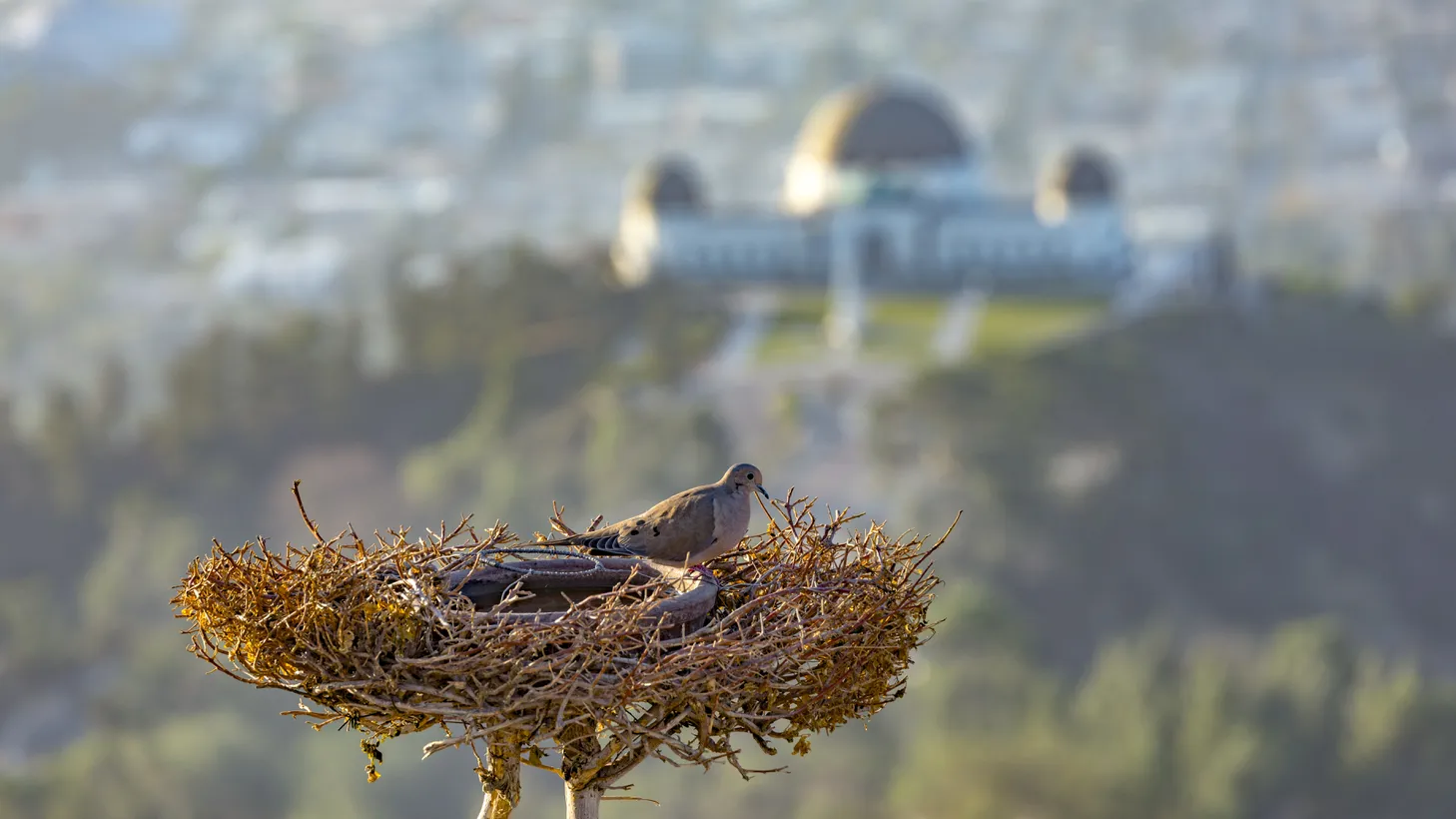 Bird nest on top of Mt Lee overlooking Los Angeles.