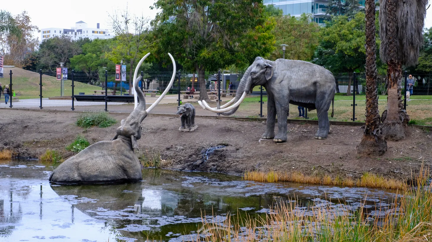 Scientists used carbon dating to determine the age of hundreds of fossils from the La Brea Tar Pits and Lake Elsinore, and found that many animals went extinct around the same time humans arrived.