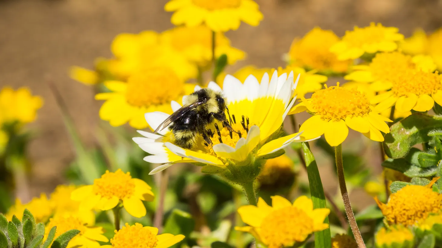 “Here in California, [honeybees] are not part of our native biodiversity. And all of those other bees are also really critical parts of the ecosystem. … A lot of pollination services from these solitary bees … [are] coming into farms and pollinating crops. So they’re really critical for plant reproduction and also our food supply,” says UC Irvine researcher Tobin J. Hammer.