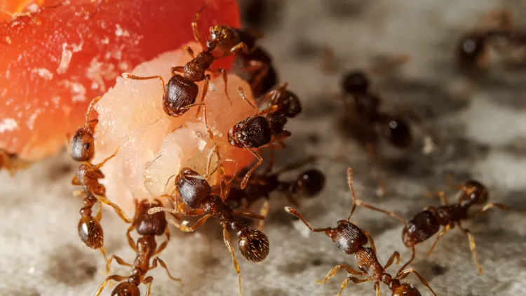 UCLA scientists say the way ants build their nests might help humans improve traffic and transportation logistics.