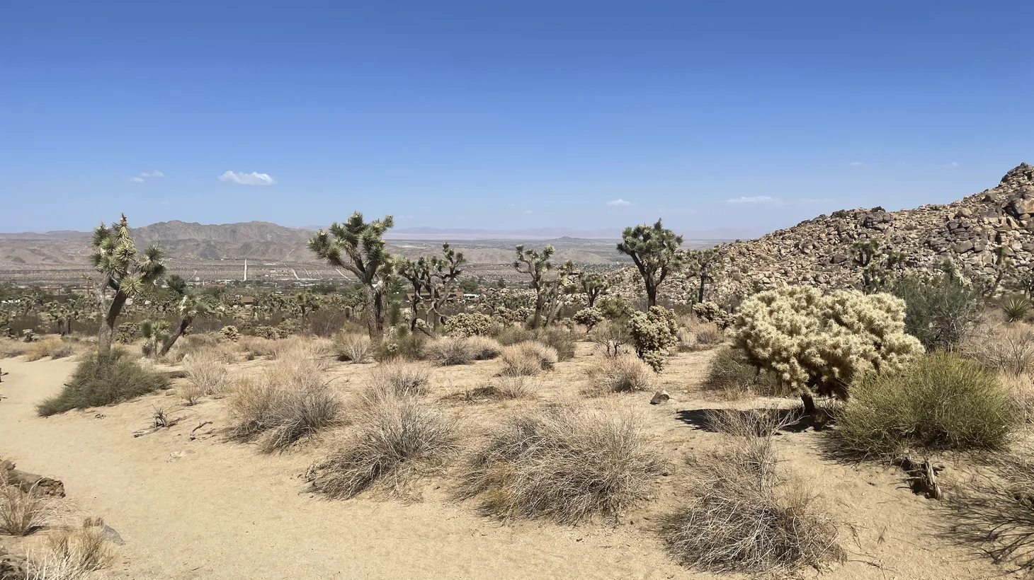 By the year 2100, 80% of the iconic plants will be gone in the national park that straddles the Colorado Desert and the Mojave Desert, according to recent studies.