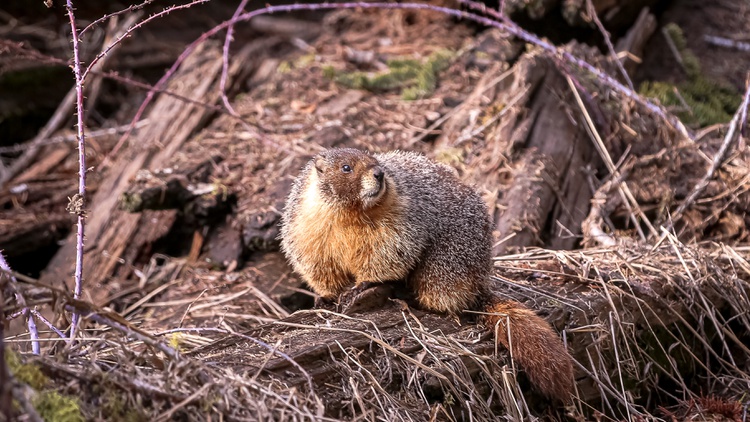 California scientists are looking to beavers to help mitigate fire damage through a new program called the beaver restoration unit. Why are these animals so necessary?