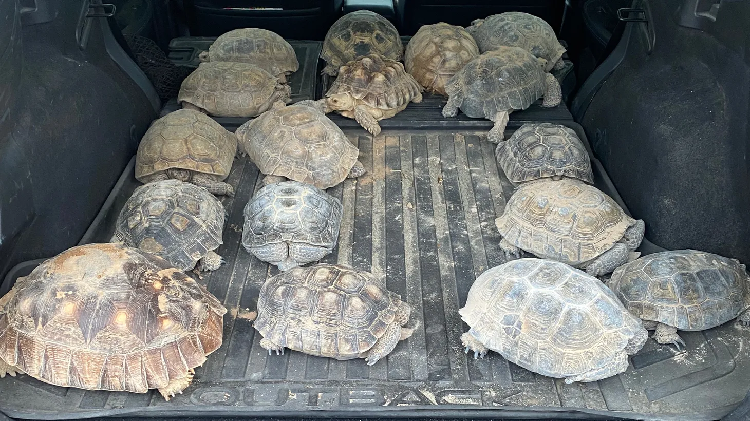 Neglected tortoises are being transported from the Joshua Tree Tortoise Rescue to Amy Keeler’s house.