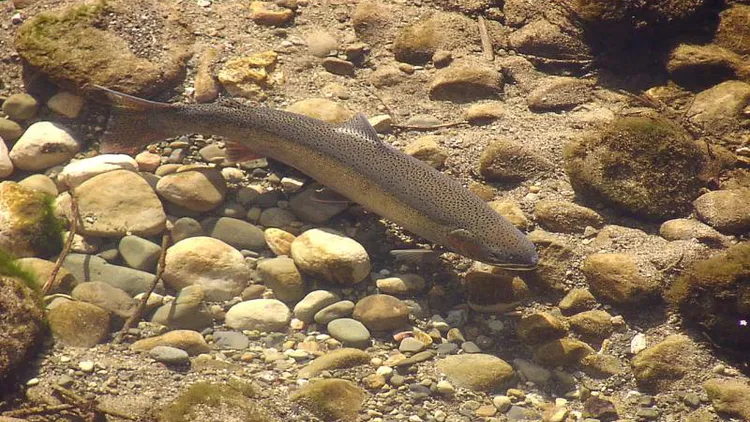 Scientists and fly-fishers work to return the endangered Southern California steelhead to its native waters in Malibu Creek by removing invasive fish and an obsolete dam.